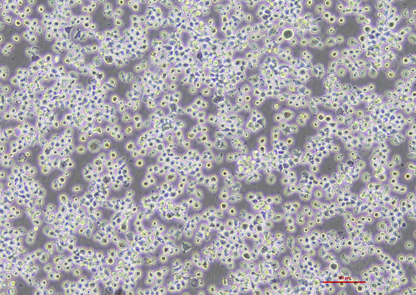 小鼠单核巨噬细胞J774A.1