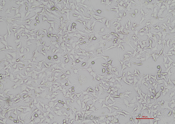 小鼠骨样细胞MLO-Y4