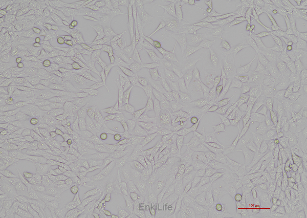 小鼠海马神经元细胞HT22