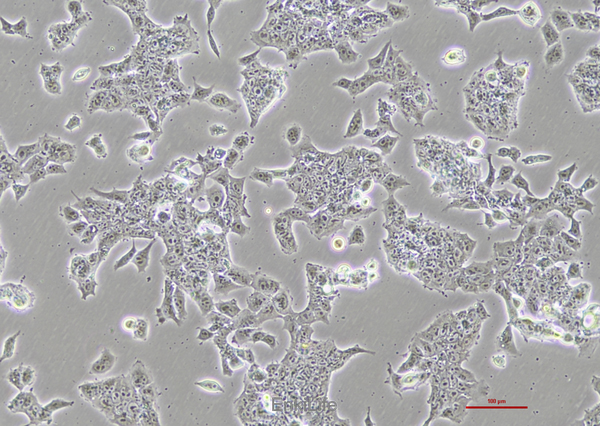 小鼠畸胎瘤细胞P19
