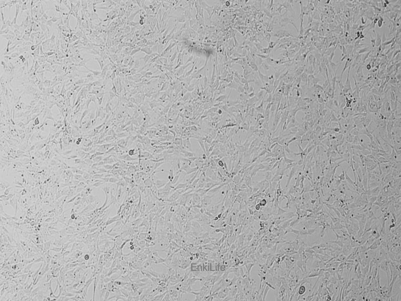 小鼠胚胎成纤维细胞C3H/10T1/2，Clone 8