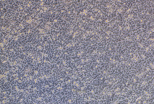 小鼠皮下结缔组织细胞L-WRN