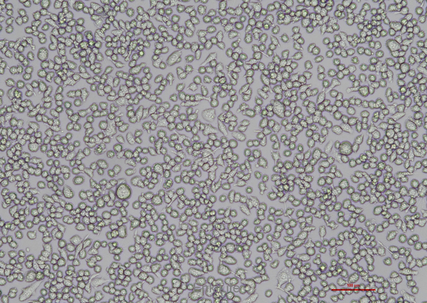 小鼠小胶质细胞BV2