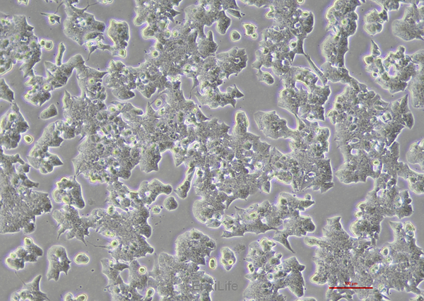 小鼠胰岛β细胞MIN6