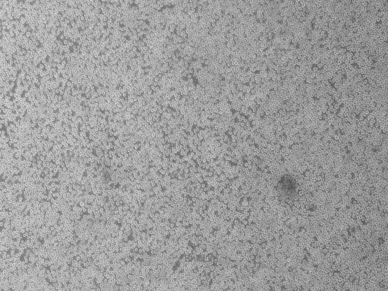 小鼠杂交瘤（抗CD2）细胞OKT11