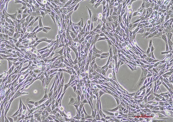 正常小鼠睾丸Sertoli细胞TM4