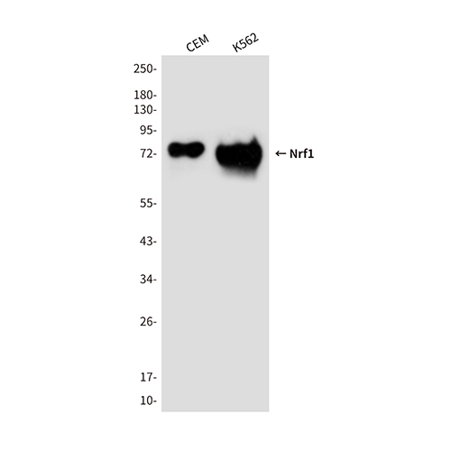 Nrf1鼠单抗,Nrf1 Mouse Monoclonal Antibody