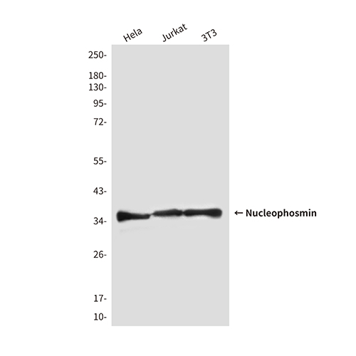 Nucleophosmin (2D9)鼠单抗,Nucleophosmin (2D9) Mouse Monoclonal Antibody