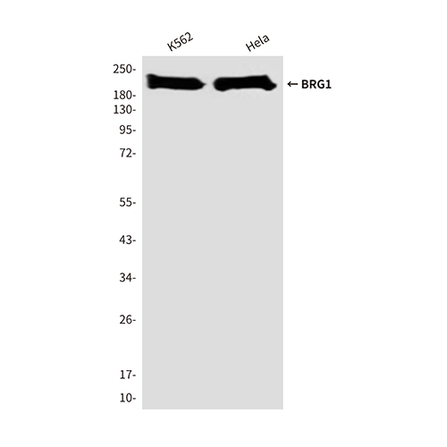 BRG1 (4E11)鼠单抗,BRG1 (4E11) Mouse Monoclonal Antibody