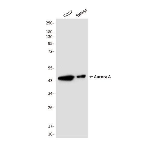 Aurora A (2E3)鼠单抗,Aurora A (2E3) Mouse Monoclonal Antibody