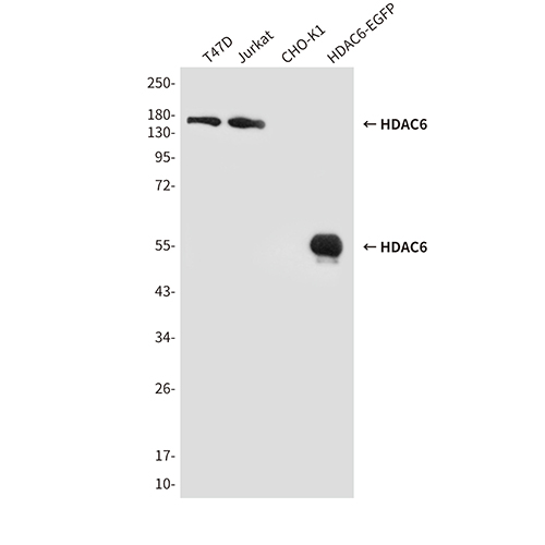 HDAC6 (3B2)鼠单抗,HDAC6 (3B2) Mouse Monoclonal Antibody