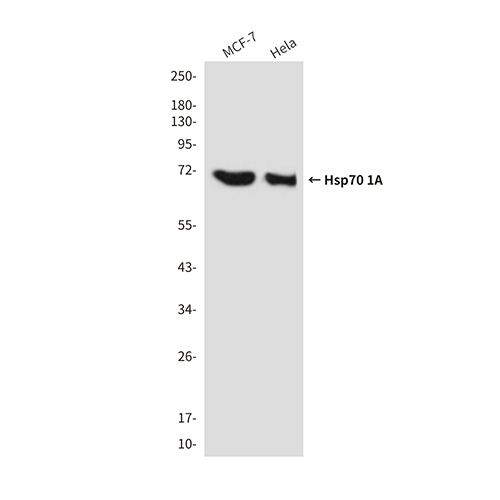 Hsp70 1A (1D9)鼠单抗,Hsp70 1A (1D9) Mouse Monoclonal Antibody