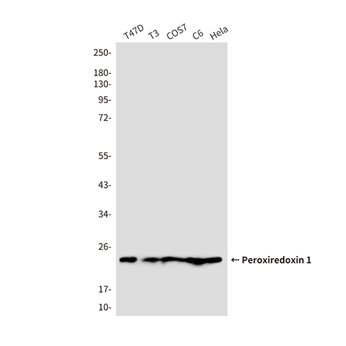 Peroxiredoxin 1 (6A6)鼠单抗,Peroxiredoxin 1 (6A6) Mouse Monoclonal Antibody