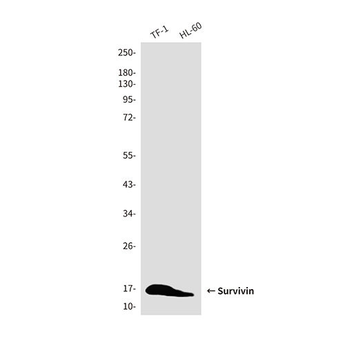 Survivin (8B9)鼠单抗,Survivin (8B9) Mouse Monoclonal Antibody