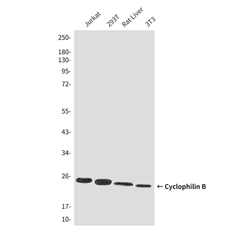 Cyclophilin B (6H1)鼠单抗,Cyclophilin B (6H1) Mouse Monoclonal Antibody