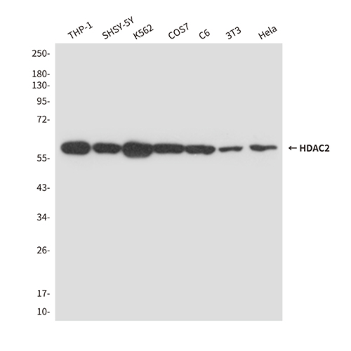 HDAC2 (2D9)鼠单抗,HDAC2 (2D9) Mouse Monoclonal Antibody
