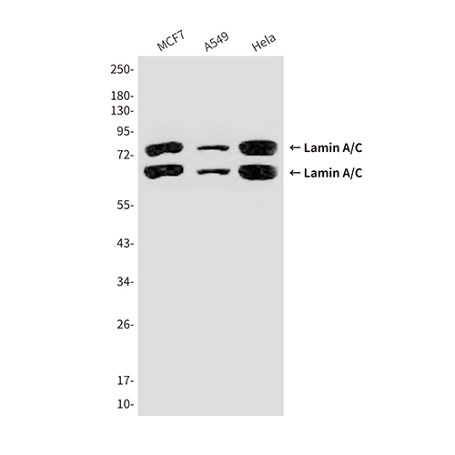 Lamin A/C (5D12)鼠单抗,Lamin A/C (5D12) Mouse Monoclonal Antibody
