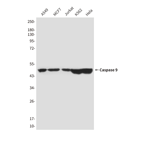 Caspase 9 (1D1)鼠单抗,Caspase 9 (1D1) Mouse Monoclonal Antibody