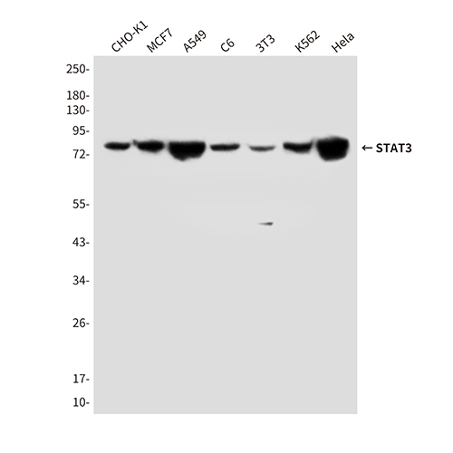 STAT3 (4C8)鼠单抗,STAT3 (4C8) Mouse Monoclonal Antibody