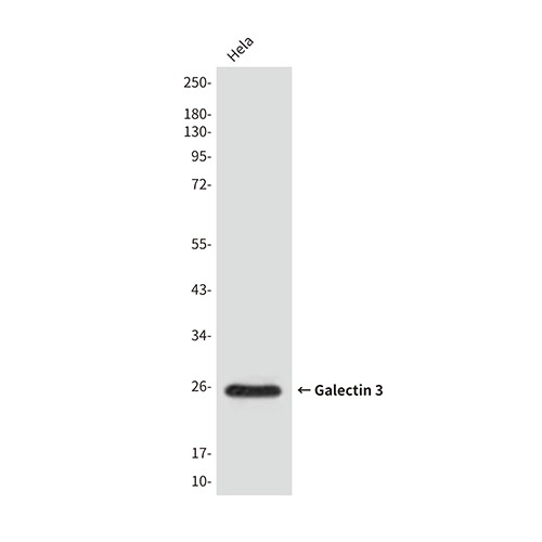 Galectin 3 (4B2)鼠单抗,Galectin 3 (4B2) Mouse Monoclonal Antibody