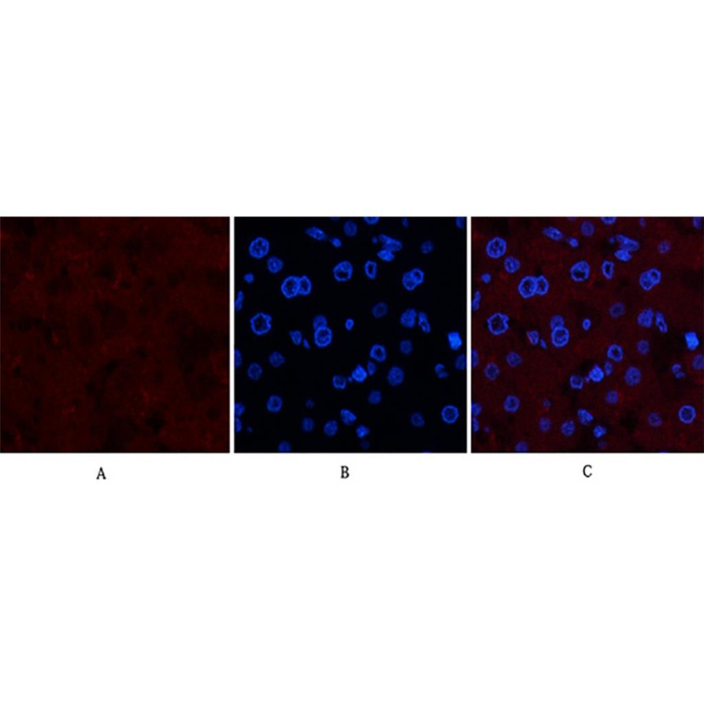 Collagen IV(8E5)鼠单抗,Collagen IV(8E5)Mouse Monoclonal Antibody
