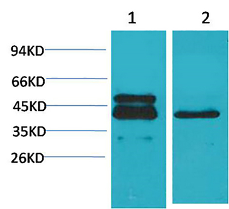 CREB-1(4B4)鼠单抗,CREB-1(4B4)Mouse Monoclonal Antibody