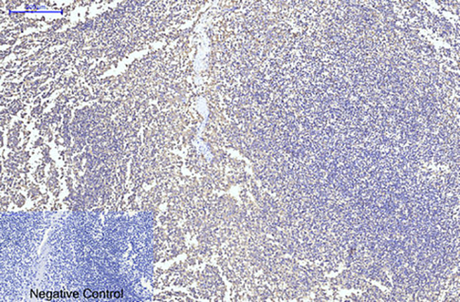 CYCS(4B10)鼠单抗,CYCS(4B10)Mouse Monoclonal Antibody