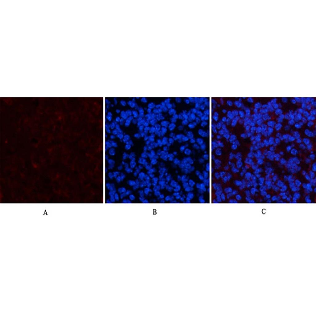 PDGFRα(7A3)鼠单抗,PDGFRα(7A3)Mouse Monoclonal Antibody