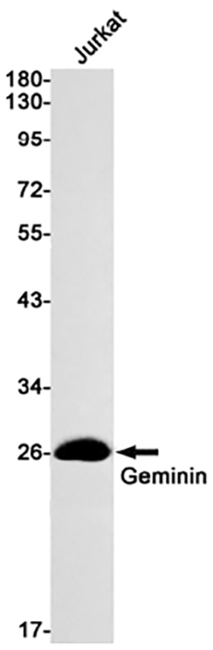 Geminin兔单抗,Geminin Rabbit Monoclonal Antibody