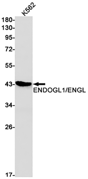 ENDOGL1兔单抗,ENDOGL1 Rabbit Monoclonal Antibody