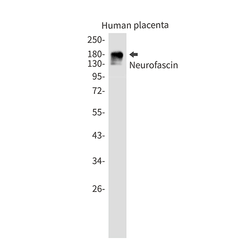 Neurofascin兔单抗,Neurofascin Rabbit Monoclonal Antibody