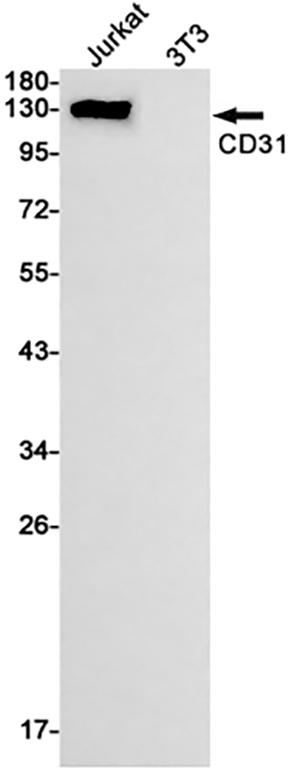 CD31兔单抗,CD31 Rabbit Monoclonal Antibody