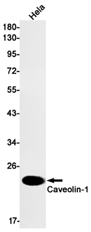 Caveolin 1兔单抗,Caveolin 1 Rabbit Monoclonal Antibody