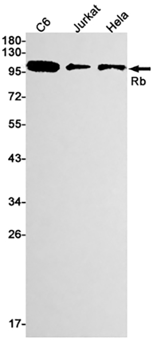 Rb兔单抗,Rb Rabbit Monoclonal Antibody