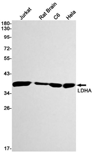 Lactate Dehydrogenase A兔单抗,Lactate Dehydrogenase A Rabbit Monoclonal Antibody