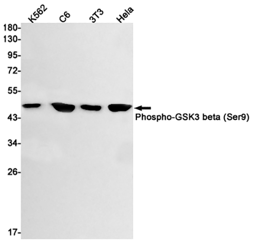 Phospho-GSK3 beta (Ser9)兔单抗,Phospho-GSK3 beta (Ser9) Rabbit Monoclonal Antibody