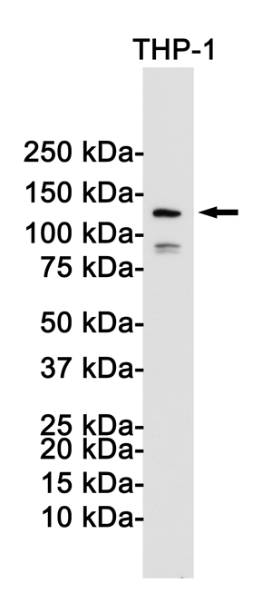 NLRP3兔单抗,NLRP3 Rabbit Monoclonal Antibody