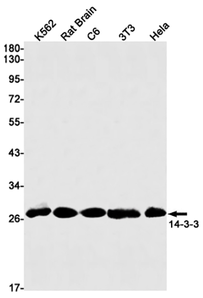 14-3-3兔单抗,14-3-3 Rabbit Monoclonal Antibody