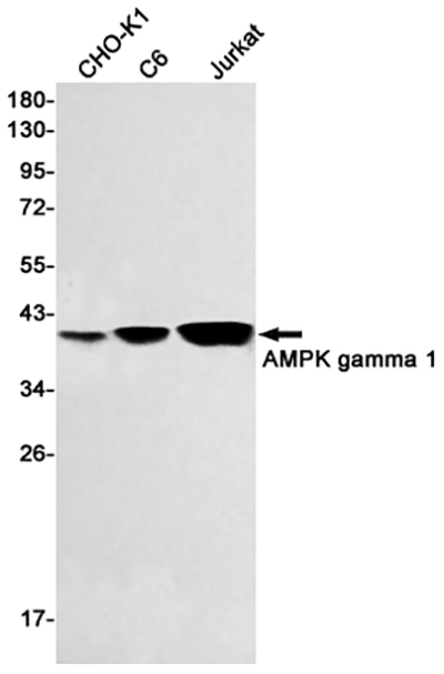 AMPK gamma 1兔单抗,AMPK gamma 1 Rabbit Monoclonal Antibody