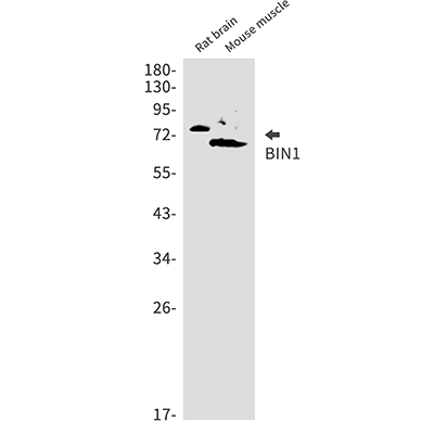 BIN1兔单抗,BIN1 Rabbit Monoclonal Antibody