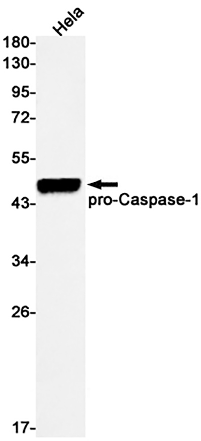 Caspase 1兔单抗,Caspase 1 Rabbit Monoclonal Antibody