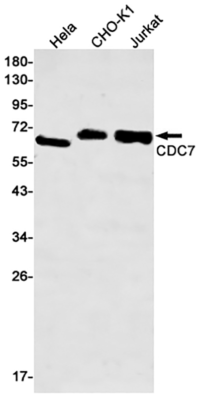 CDC7兔单抗,CDC7 Rabbit Monoclonal Antibody