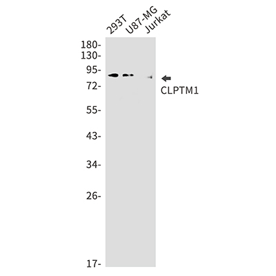 CLPTM1兔单抗,CLPTM1 Rabbit Monoclonal Antibody