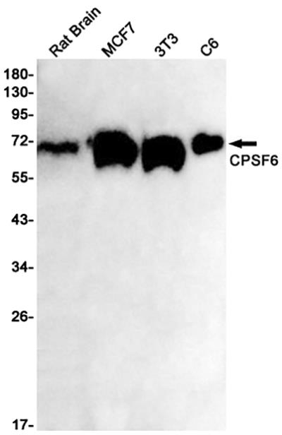 CPSF6兔单抗,CPSF6 Rabbit Monoclonal Antibody
