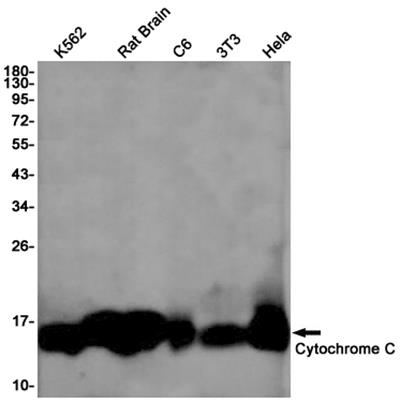 Cytochrome C兔单抗,Cytochrome C Rabbit Monoclonal Antibody