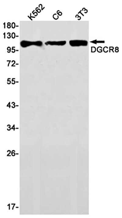 DGCR8兔单抗,DGCR8 Rabbit Monoclonal Antibody