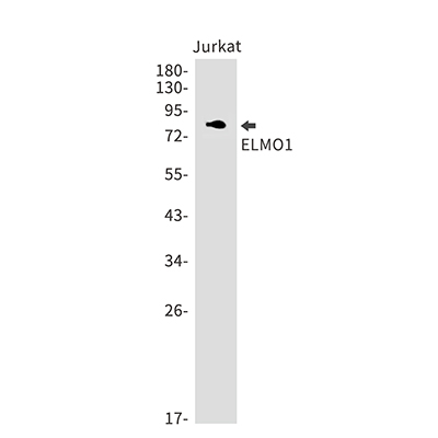 ELMO1兔单抗,ELMO1 Rabbit Monoclonal Antibody