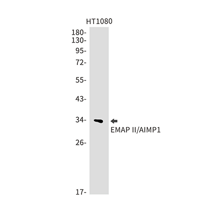 EMAP II兔单抗,EMAP II Rabbit Monoclonal Antibody