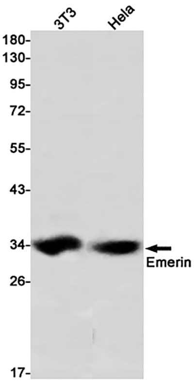 Emerin兔单抗,Emerin Rabbit Monoclonal Antibody