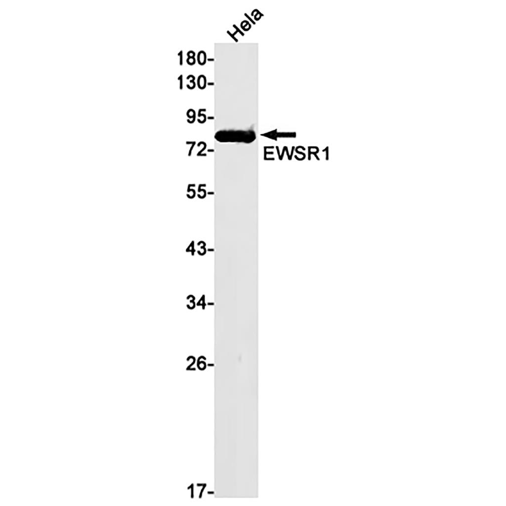 EWSR1兔单抗,EWSR1 Rabbit Monoclonal Antibody